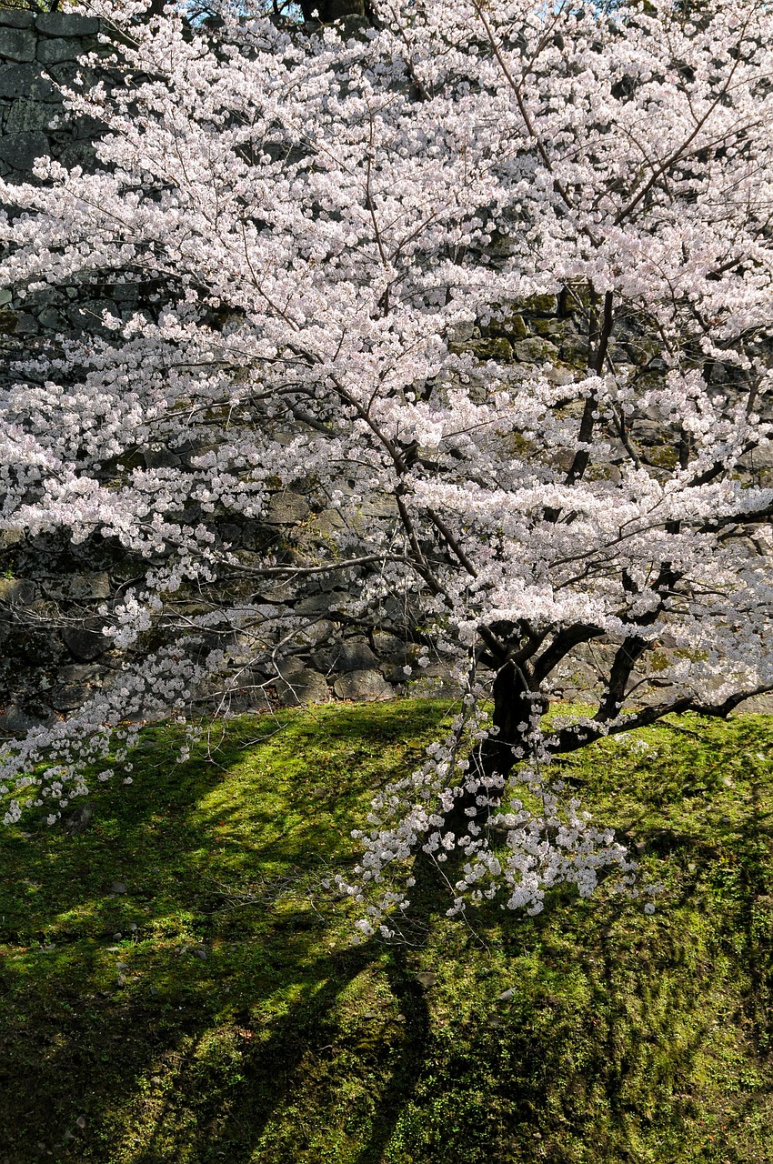 Vyšnia, Pavasaris Japonijoje, Vyšnios Medis, Vyšnių Žiedų, Vyšnių Žiedas, Pavasario Gėlės, Japonijos Gėlė, Rožinis, Gėlės, Nemokamos Nuotraukos