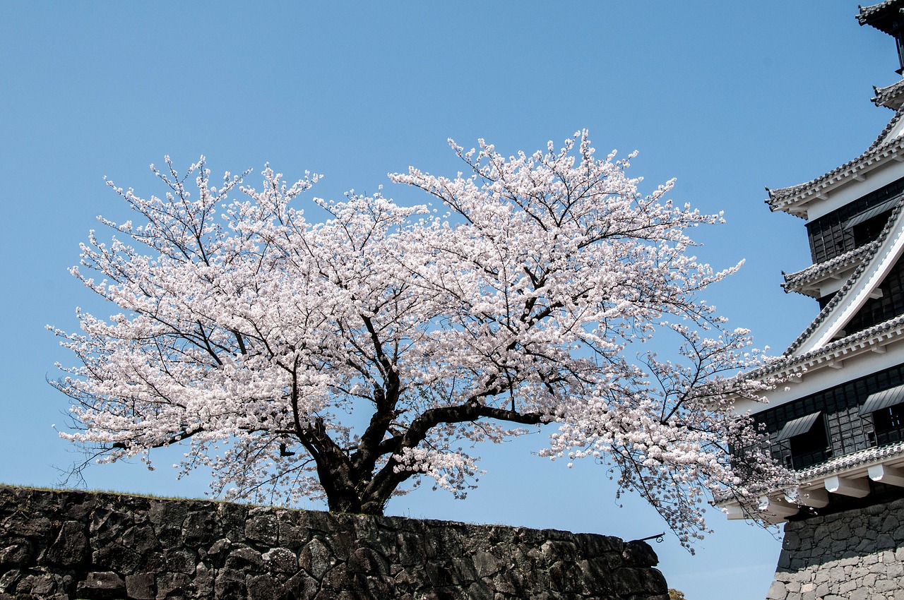 Vyšnia, Pavasaris Japonijoje, Vyšnios Medis, Vyšnių Žiedų, Vyšnių Žiedas, Japonijos Gėlė, Rožinis, Pilis, Kumamoto Pilis, Nemokamos Nuotraukos