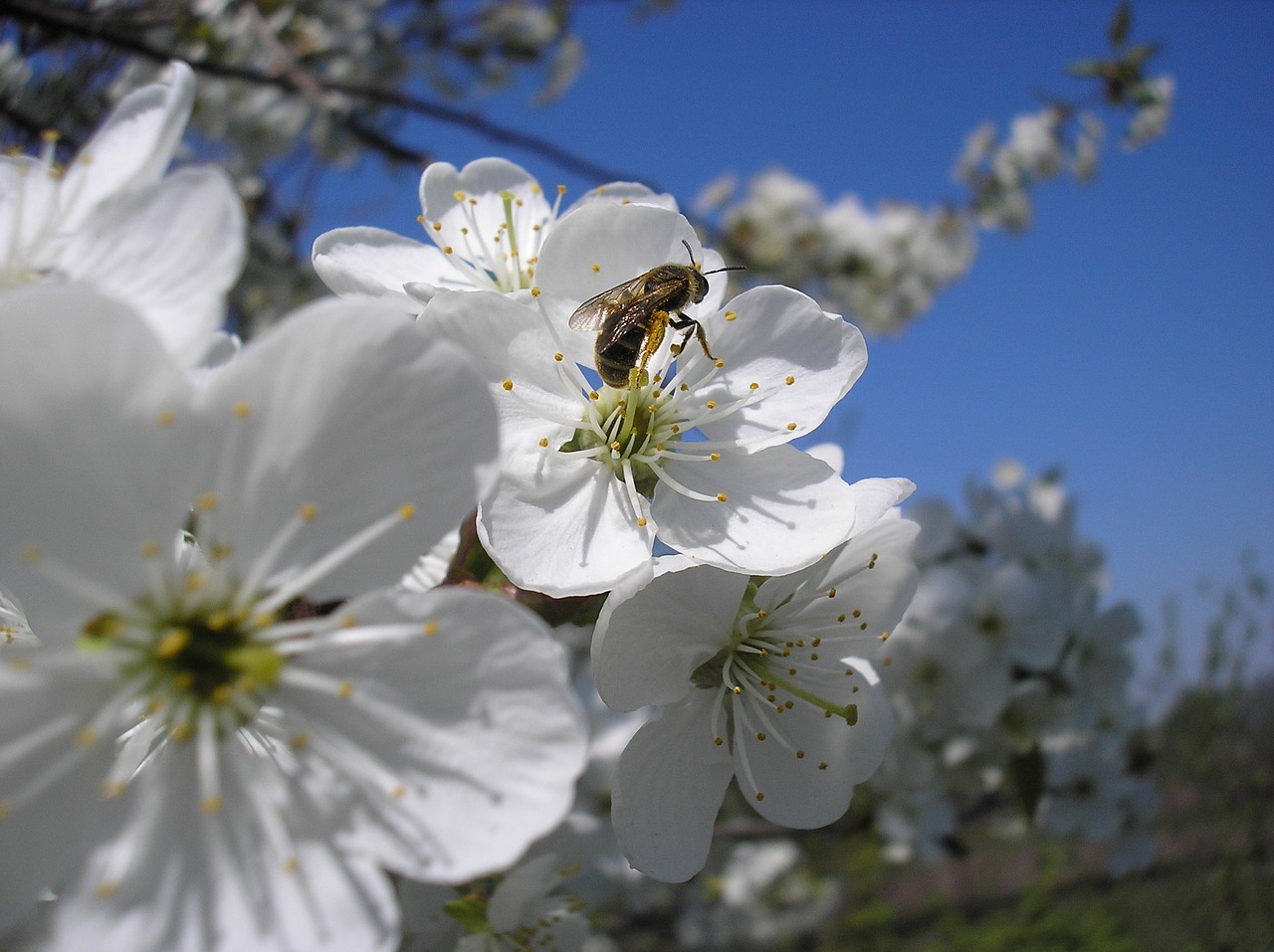 Vyšnia, Bičių, Pavasaris, Gėlė, Medis, Gamta, Nemokamos Nuotraukos,  Nemokama Licenzija