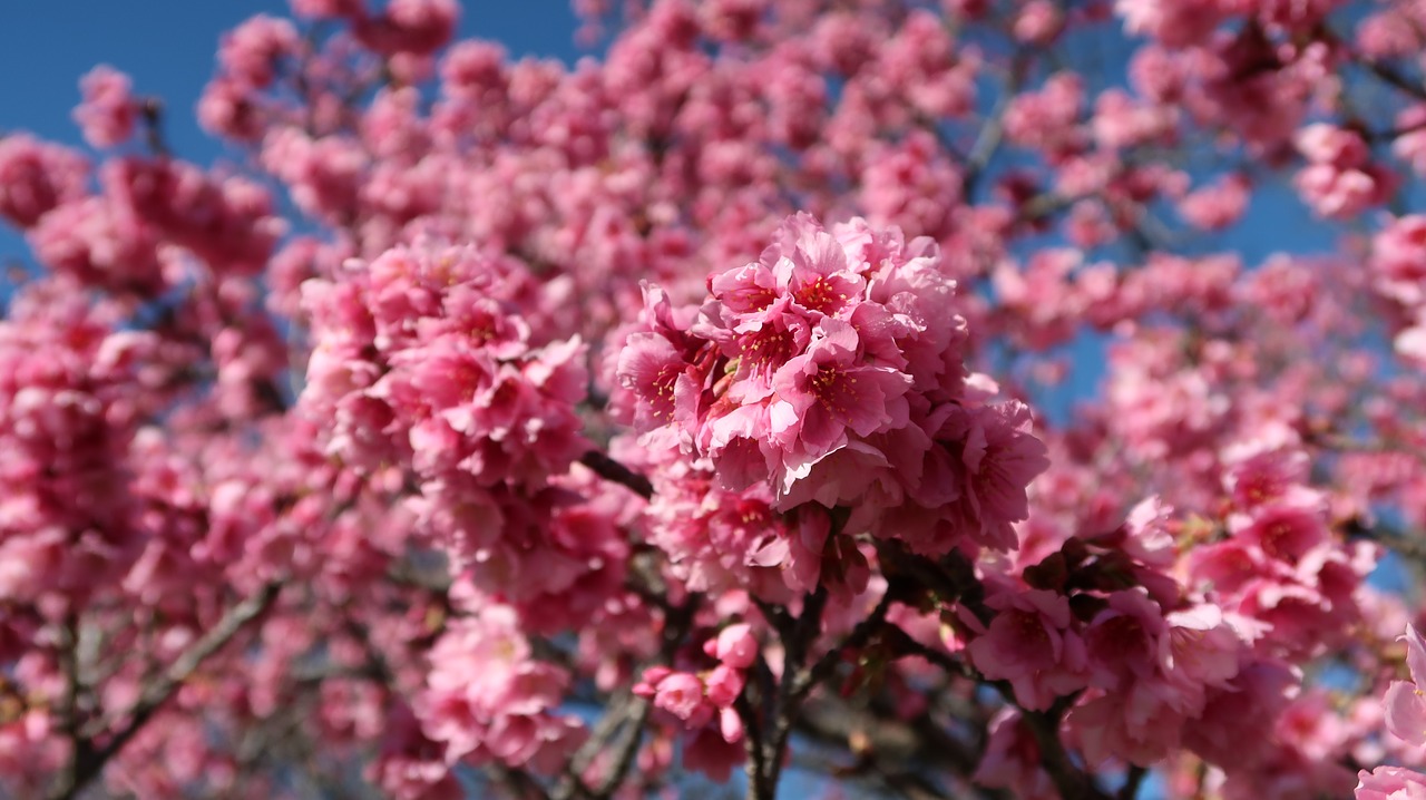 Vyšnia,  Gėlė,  Žydėjimo,  Rosa,  Pobūdį,  Filialas,  Žiemos,  Prunus,  Žydėjimas, Nemokamos Nuotraukos