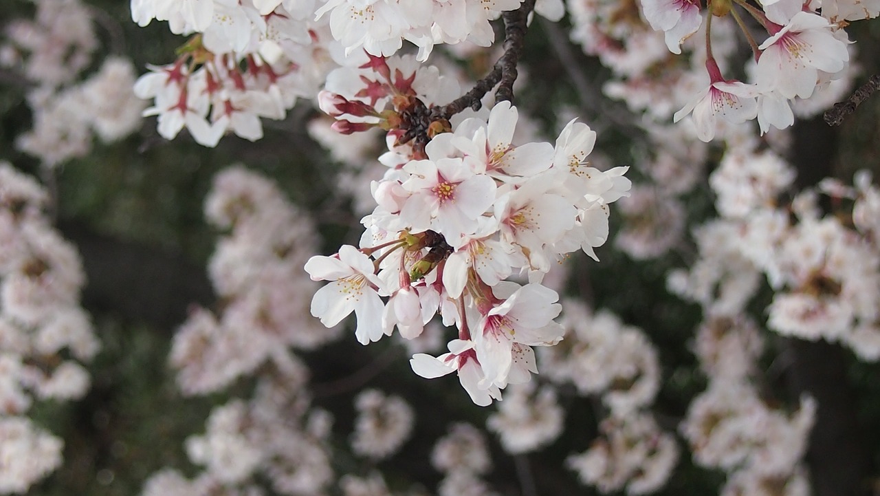 Vyšnia, Yoshino Vyšnia, Pavasaris Japonijoje, Nemokamos Nuotraukos,  Nemokama Licenzija