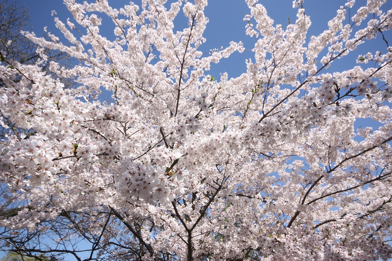 Vyšnia, Žiedas, Slėptuvė, Gėlės, Japanese, Lapija, Sodas, Parkas, Ontarijas, Nemokamos Nuotraukos