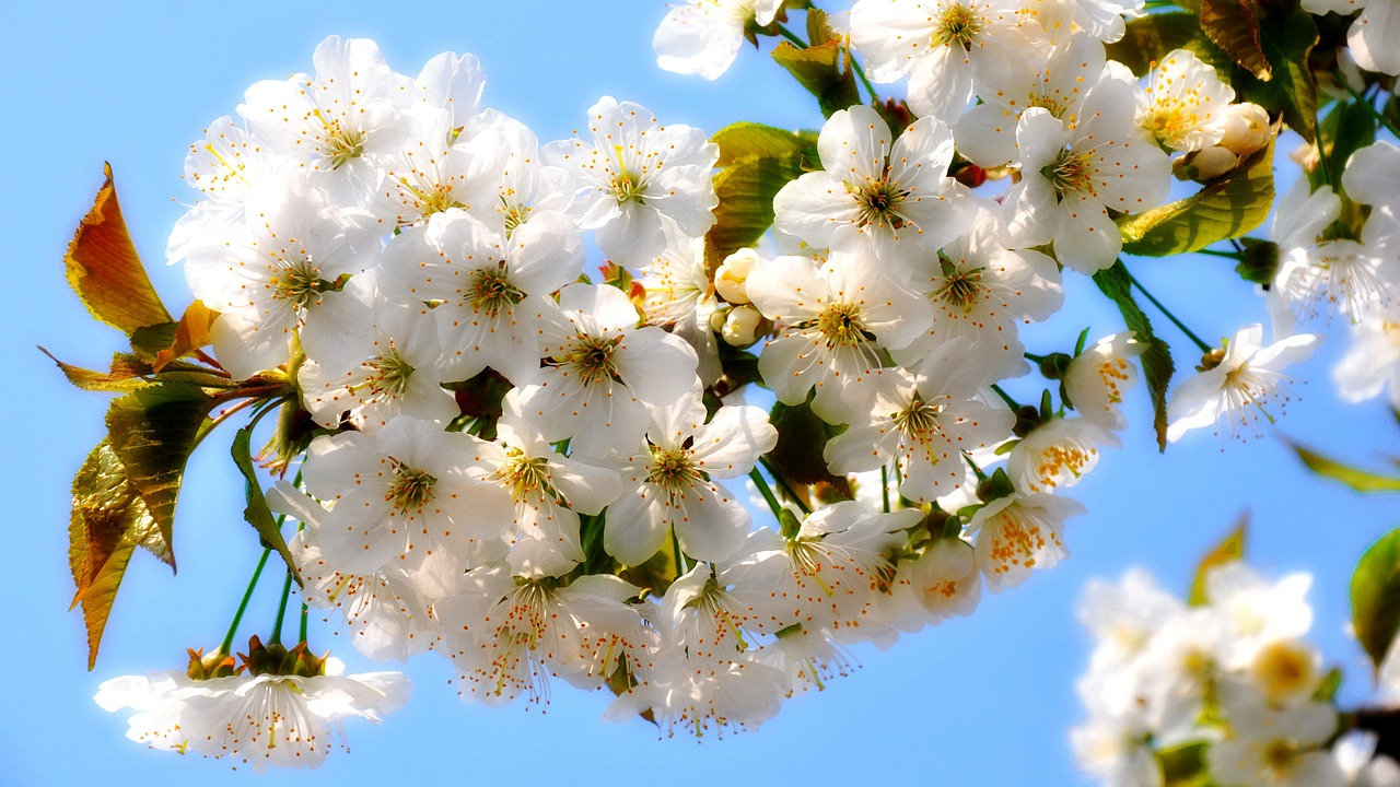Vyšnia, Pavasaris, Gėlės, Nemokamos Nuotraukos,  Nemokama Licenzija