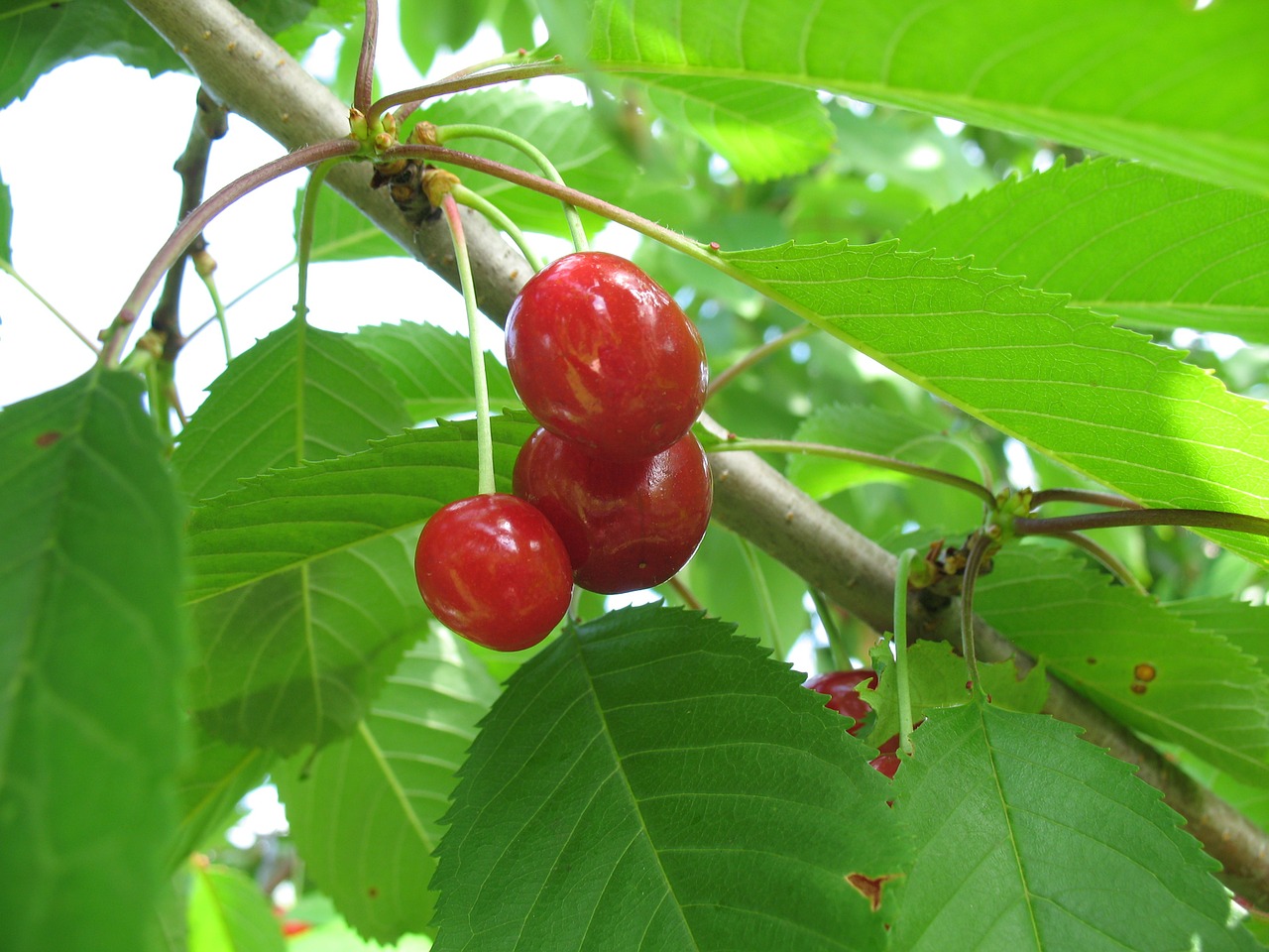 Vyšnia, Sodas, Uogos, Filialas, Dacha, Daržovių Sodas, Nemokamos Nuotraukos,  Nemokama Licenzija