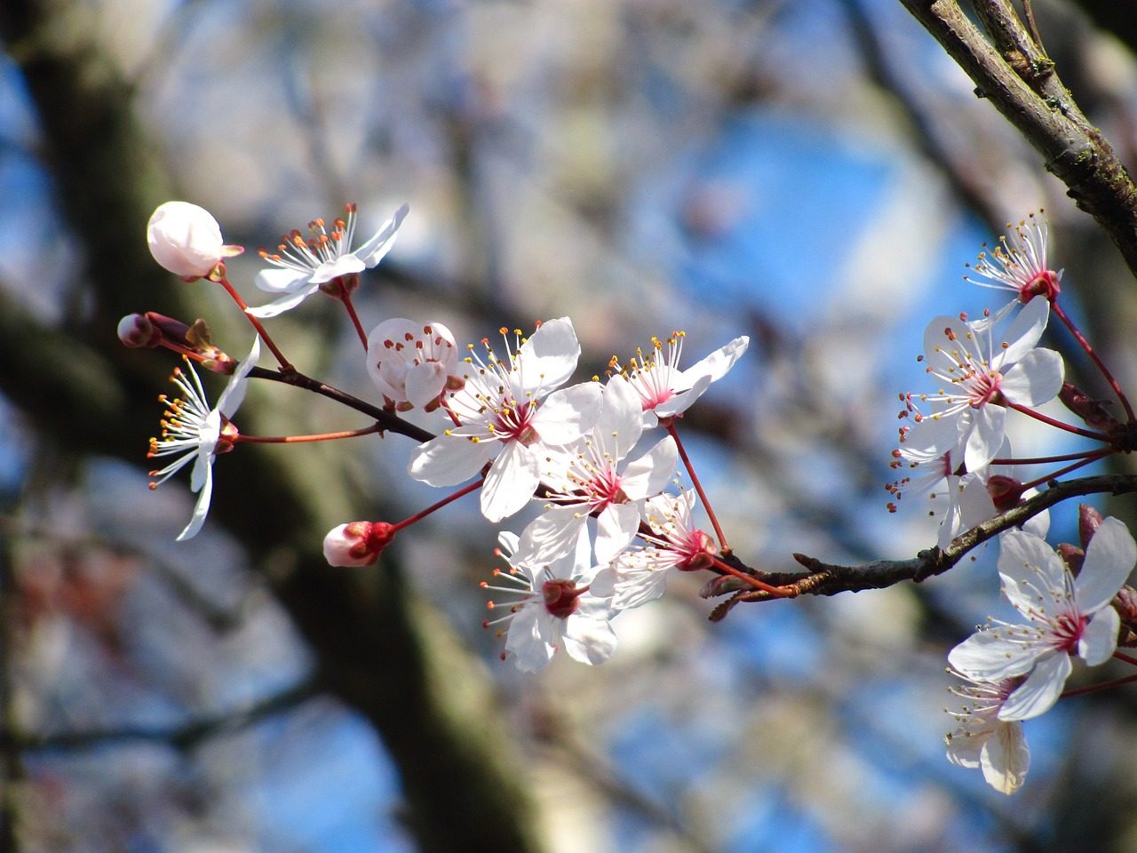 Vyšnia, Gamta, Žiedas, Pavasaris, Gėlė, Sakura, Nemokamos Nuotraukos,  Nemokama Licenzija