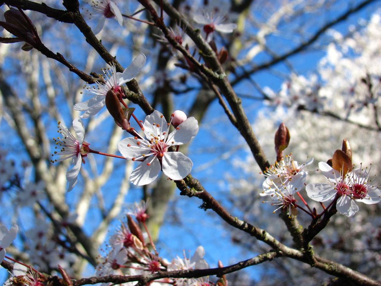 Vyšnia, Gamta, Žiedas, Pavasaris, Gėlė, Sakura, Nemokamos Nuotraukos,  Nemokama Licenzija