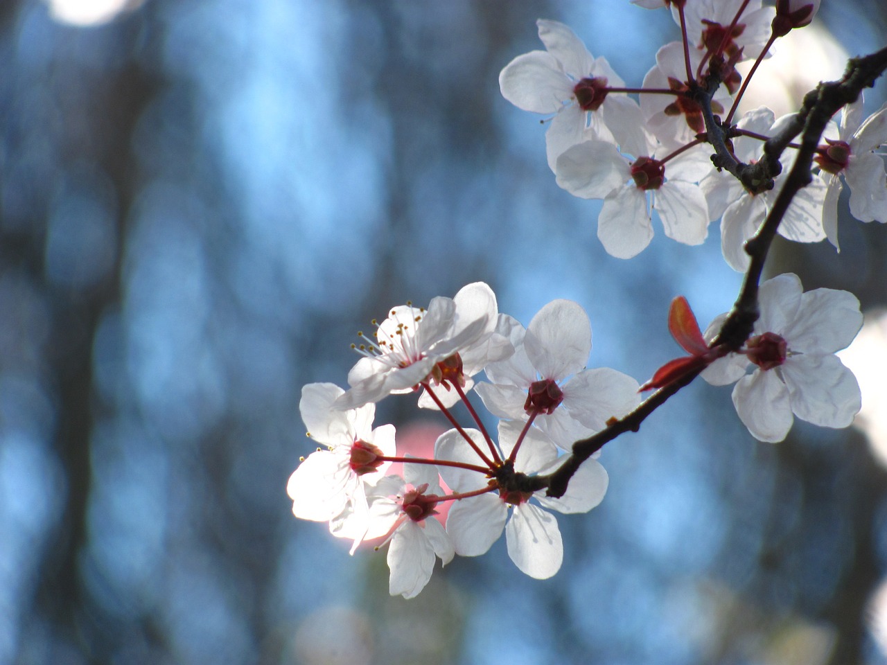 Vyšnia, Gamta, Žiedas, Pavasaris, Gėlė, Sakura, Nemokamos Nuotraukos,  Nemokama Licenzija