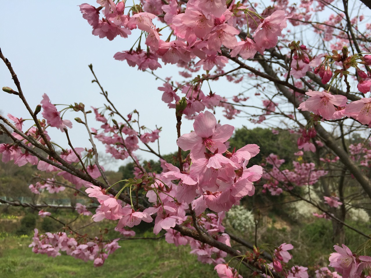 Vyšnia, Saulės Šviesos Sakura, Pavasaris, Pavasario Gėlės, Vyšnių Žiedų, Pavasaris Japonijoje, Ankstyvas Pavasaris, Gėlės, Natūralus, Nemokamos Nuotraukos