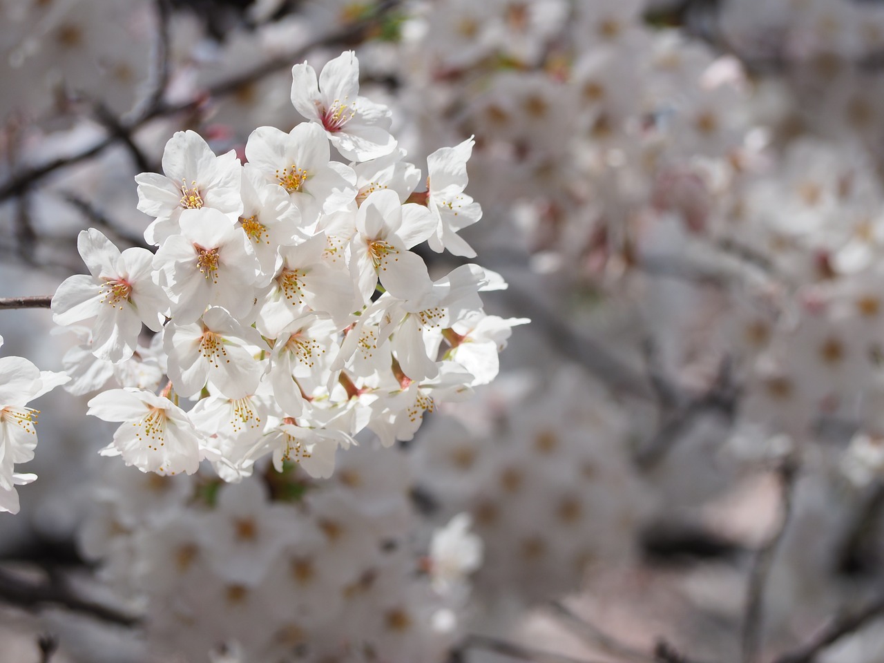 Vyšnia, Gėlės, Japonija, Pavasario Gėlės, Nemokamos Nuotraukos,  Nemokama Licenzija