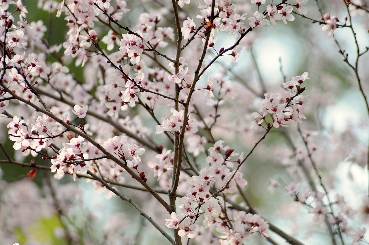 Vyšnia, Žiedas, Pavasaris, Japanese, Medis, Žiedlapis, Žydi, Gėlė, Japonija, Sodininkystė