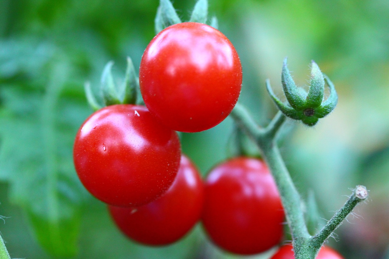 Vyšnia, Pomidorai, Sodininkystė, Daržovių, Pomidoras, Maistas, Sodas, Sveikas Maistas, Nemokamos Nuotraukos,  Nemokama Licenzija