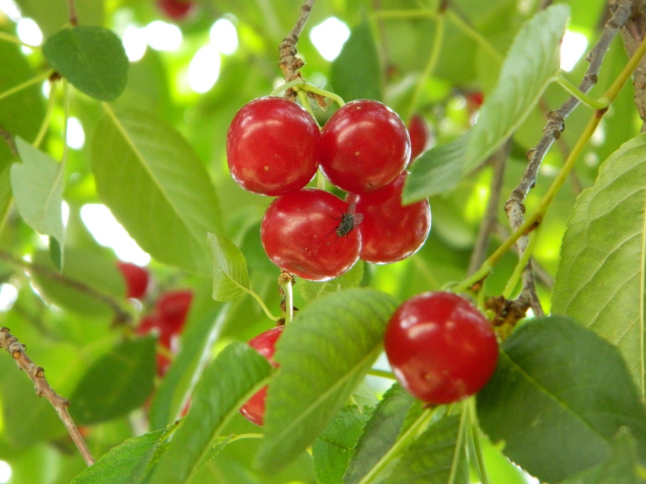 Vyšnia, Žalias, Filialas, Medis, Sodas, Orchadas, Vaismedžių Sodas, Echo, Bio, Sveikas