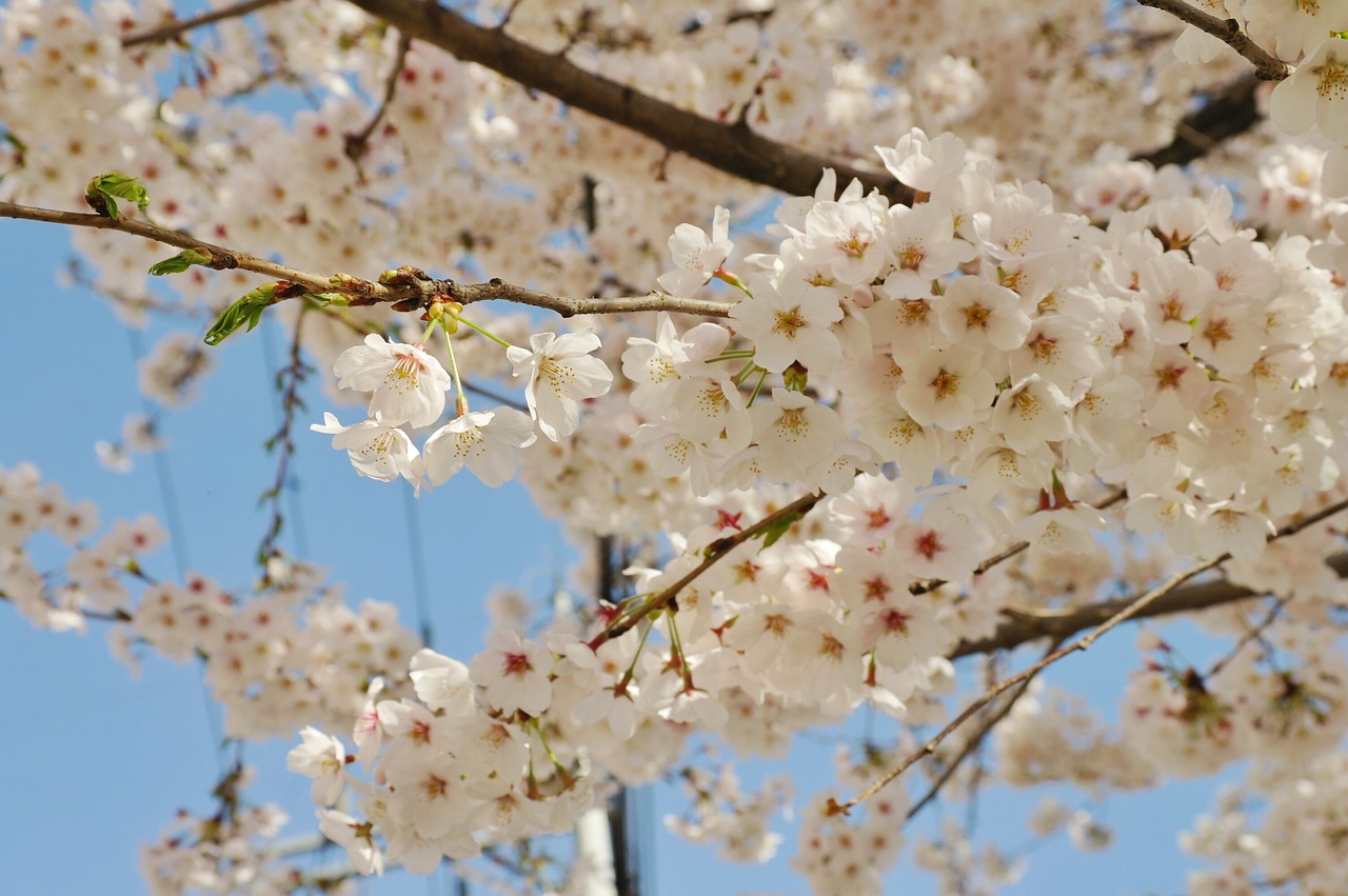 Vyšnių Žiedas, Gėlės, Pavasaris, Dangus, Mėlynas Dangus, Mediena, Augalai, Žiedlapis, Pavasario Gėlės, Sakura