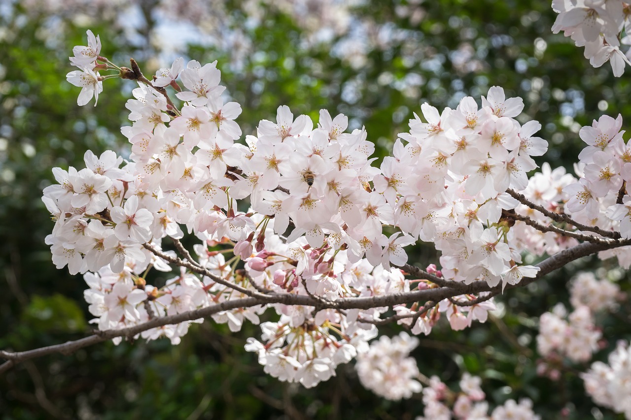 Vyšnių Žiedas, Sakura, Gėlės, Mediena, Gamta, Pavasaris, Balta, Augalai, Balandis, Balta Gėlė