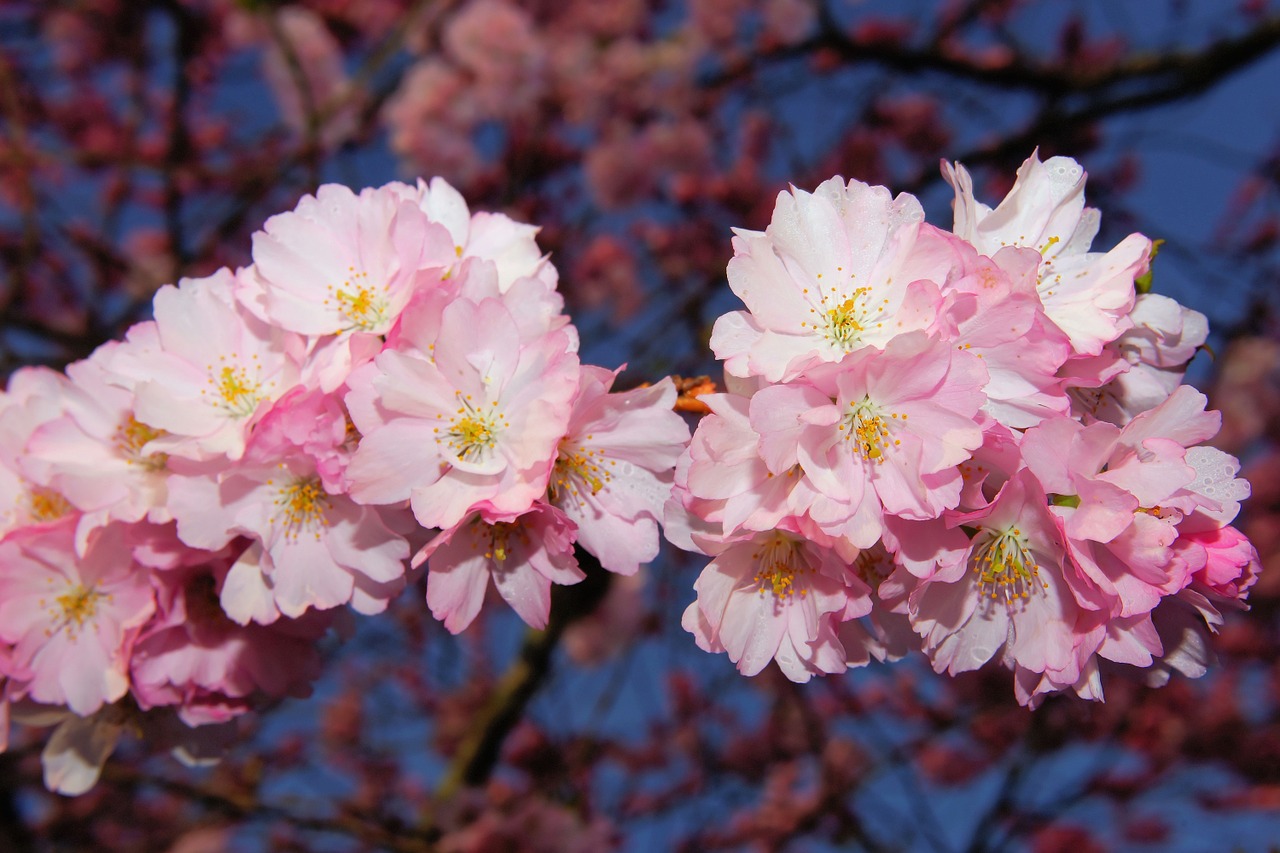 Vyšnių Žiedas, Japonų Vyšnios, Kvapas, Žiedas, Žydėti, Japonų Žydinčių Vyšnių, Ornamentinis Vyšnia, Pavasaris, Rožinis, Žydėti