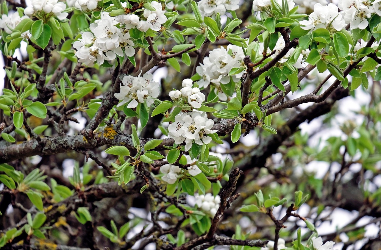 Vyšnių Žiedas, Žiedas, Žydėti, Balta, Žydėti, Pavasaris, Nemokamos Nuotraukos,  Nemokama Licenzija