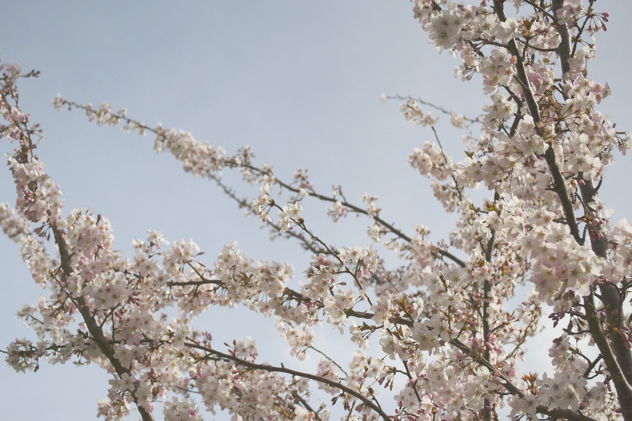 Vyšnių Žiedas, Japonija, Japanese, Sakura, Rožinis, Gėlė, Medis, Žydėti, Asija, Pavasaris