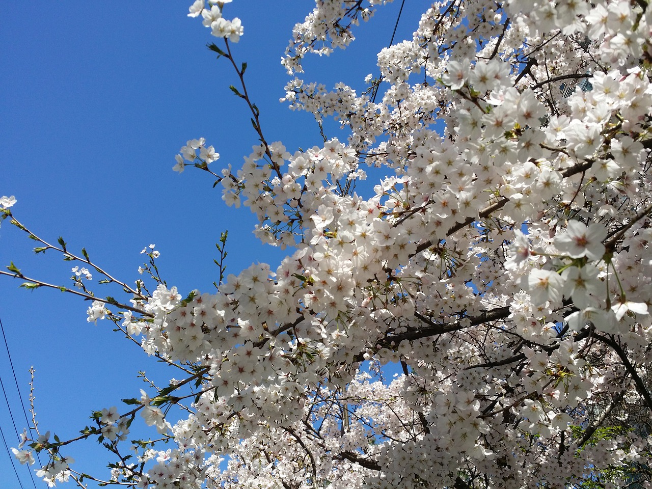 Vyšnių Žiedas, Vyšnios Medis, Pavasaris, Pavasario Gėlės, Sakura, Mėlynas Dangus, Nemokamos Nuotraukos,  Nemokama Licenzija