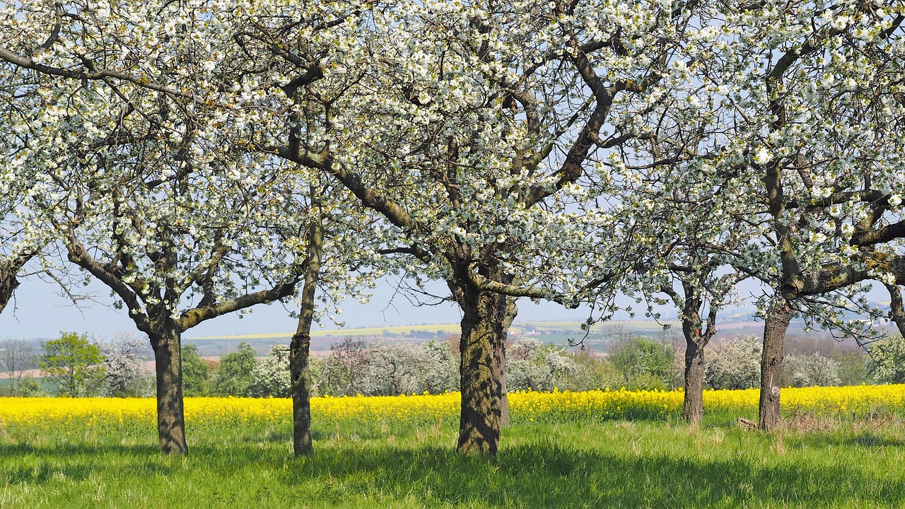 Augalas, Gamta, Gyventi, Nemokamos Nuotraukos,  Nemokama Licenzija