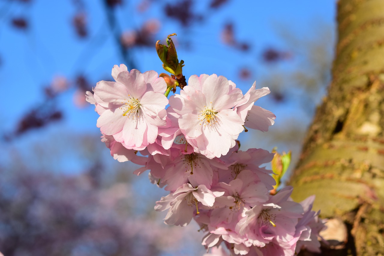 Vyšnių Žiedas, Rožinis, Japonų Vyšnių Žiedai, Gėlės, Žydėti, Vyšnia, Japonų Vyšnios, Uždaryti, Pavasaris, Gamta