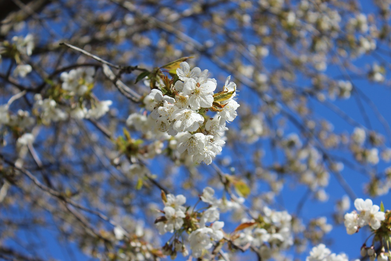 Vyšnių Medžiai, Didžioji Gėlė, Pavasaris, Baltas Žiedas, Nemokamos Nuotraukos,  Nemokama Licenzija