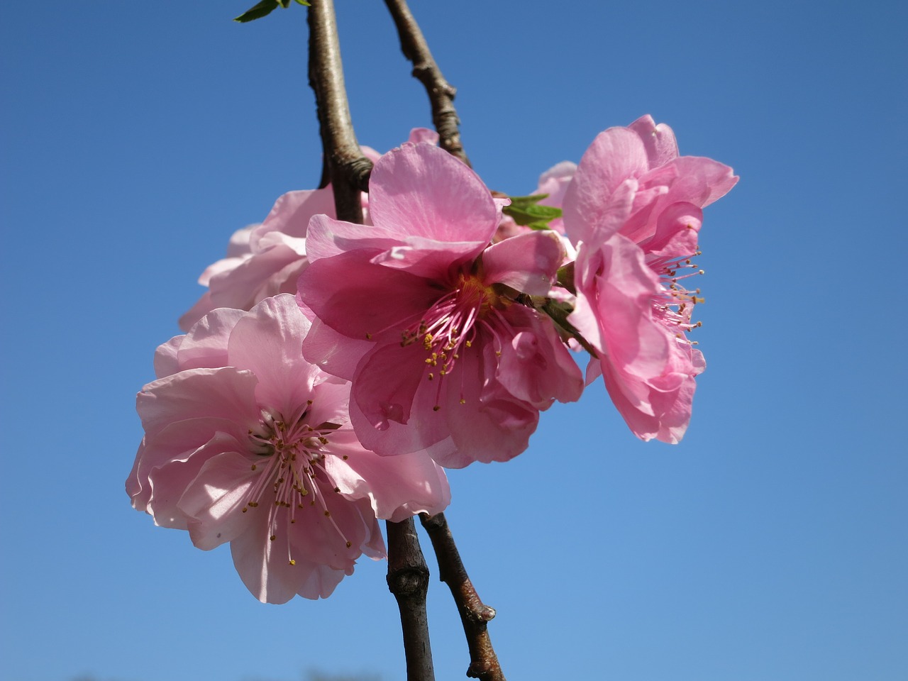 Vyšnių Žiedas, Žiedas, Sakura, Vyšnia, Gėlė, Nemokamos Nuotraukos,  Nemokama Licenzija