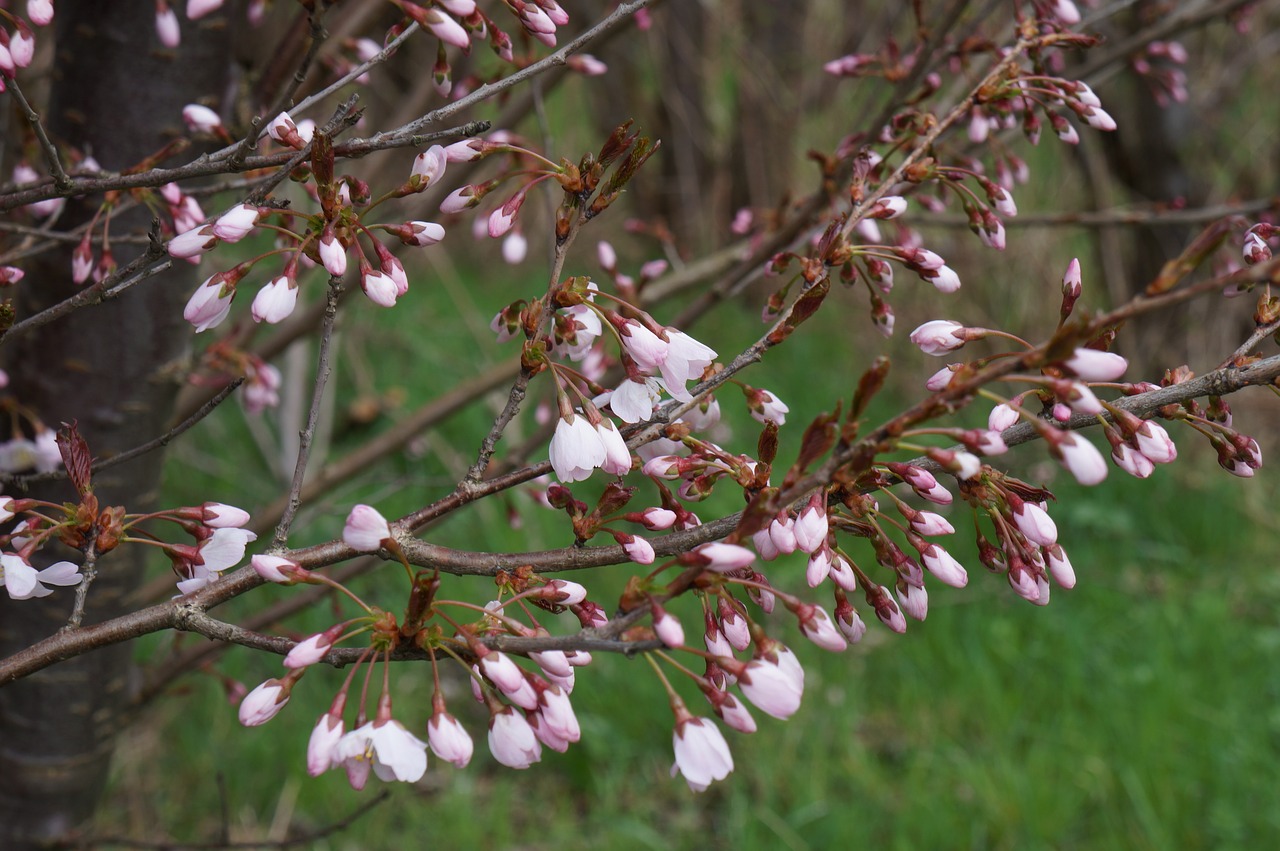 Vyšnių Žiedas, Japonų Vyšnios, Mediena, Pavasaris, Nemokamos Nuotraukos,  Nemokama Licenzija