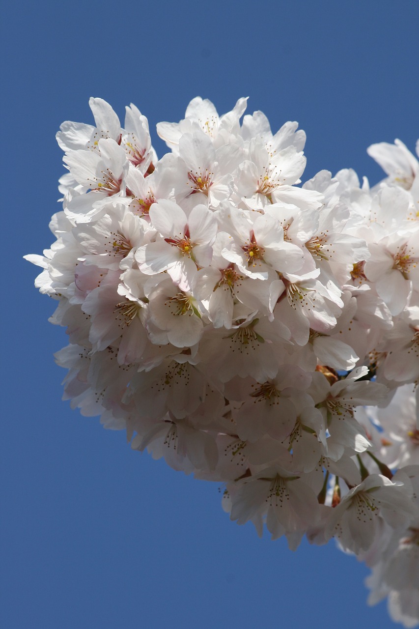 Vyšnių Žiedas, Baltos Gėlės, Pavasaris, Nemokamos Nuotraukos,  Nemokama Licenzija