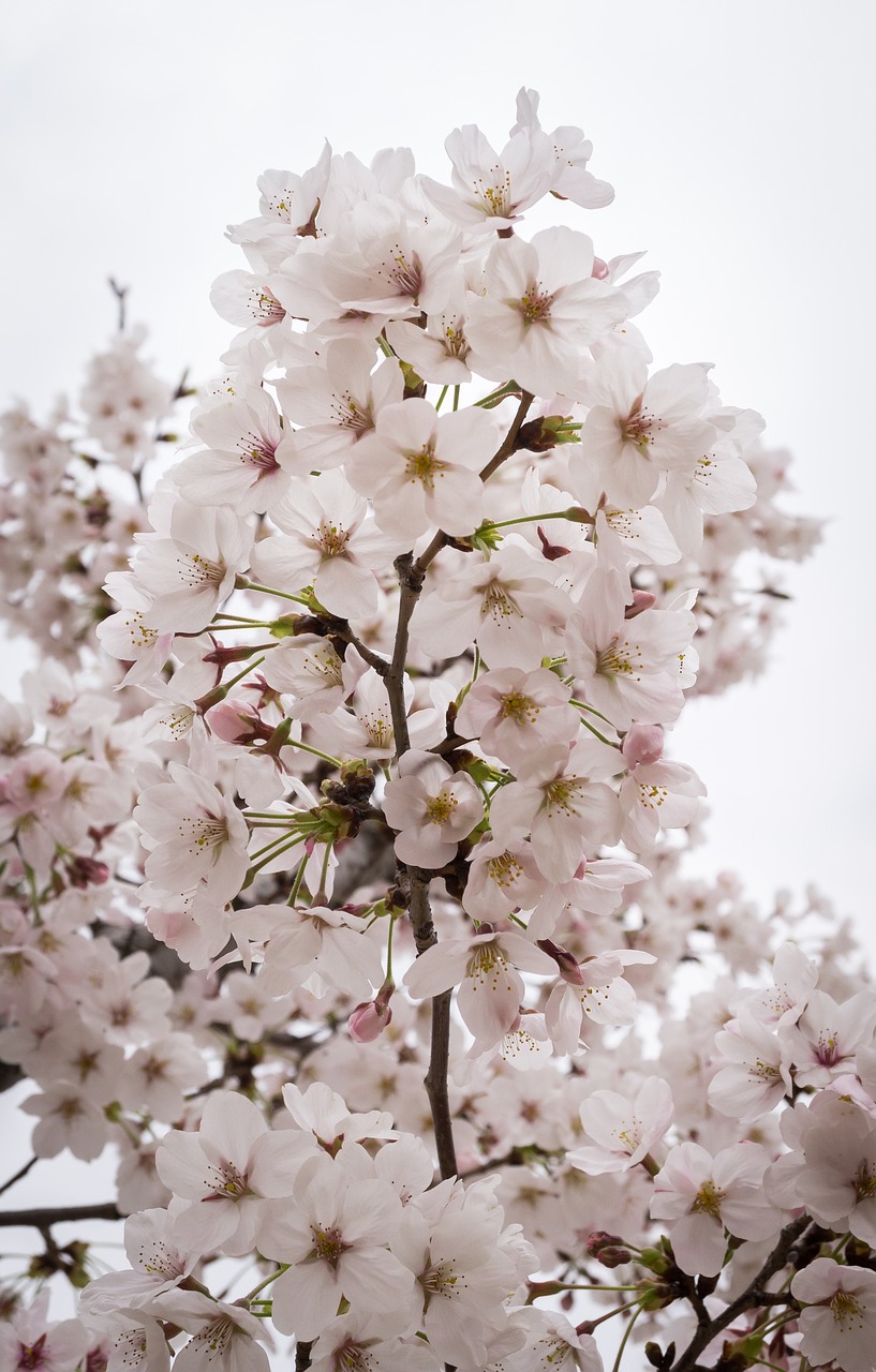 Vyšnių Žiedas, Pavasaris, Mediena, Gamta, Gėlių Medis, Pavasario Gėlės, Balta, Gėlės, Augalai, Baltos Gėlės