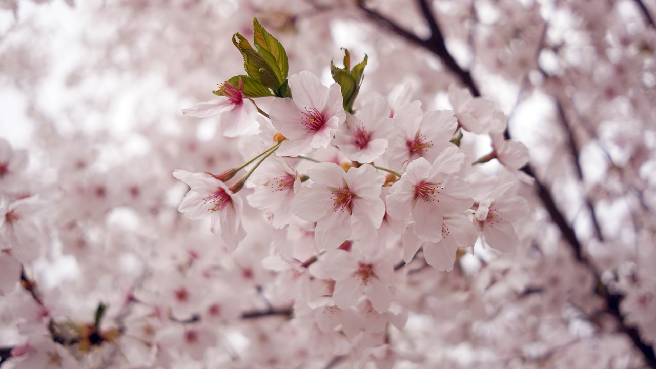 Vyšnių Žiedas, Pavasaris, Gėlės, Slyva, Žiedlapis, Mediena, Sakura, Paju, Nemokamos Nuotraukos,  Nemokama Licenzija