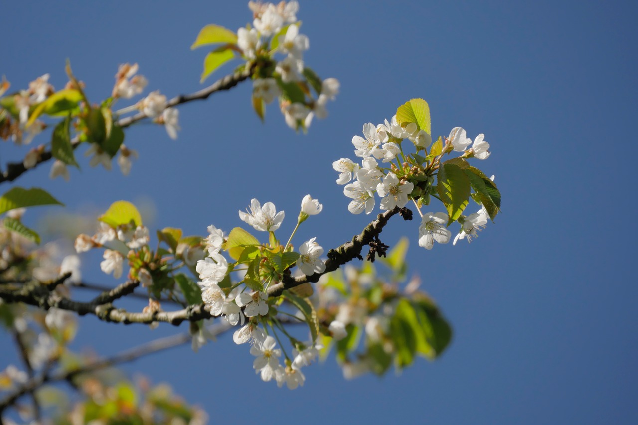 Vyšnių Žiedas, Vyšnia, Gėlės, Lapai, Filialai, Balta, Nemokamos Nuotraukos,  Nemokama Licenzija