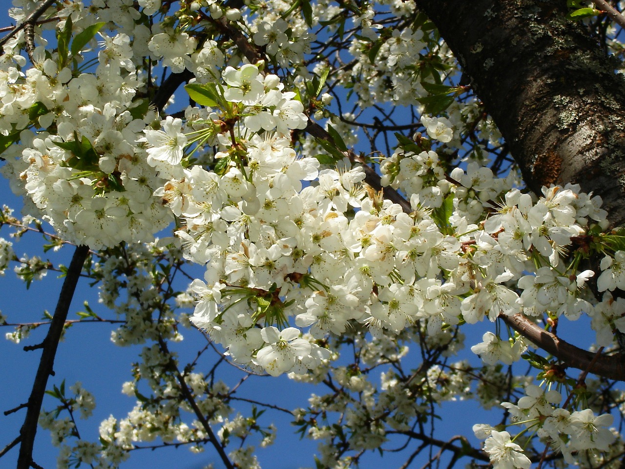 Vyšnių Žiedas, Žiedas, Gėlė, Medis, Gamta, Vyšnios Medis, Pavasaris, Filialas, Žydi, Nemokamos Nuotraukos