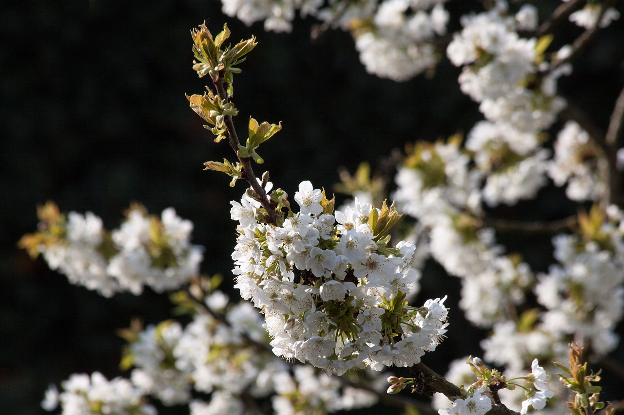 Vyšnių Žiedas, Paukščių Vyšnios, Prunus Avium, Žydintis Augalas, Genties Prunus, Rožių Šiltnamius, Rosaceae, Penkių Skaitmenų Gėlė, Doldiger Žiedadulkės, Pavasaris