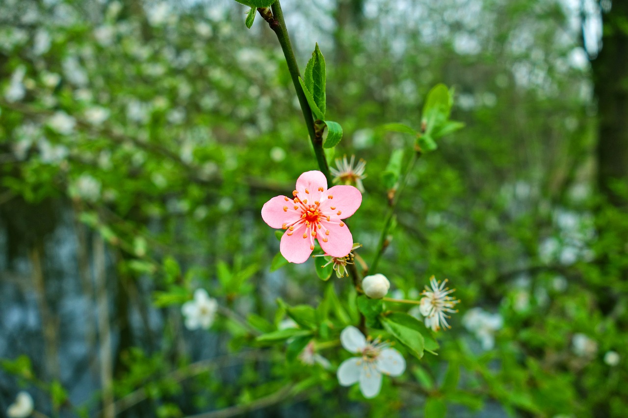 Vyšnių Žiedas,  Vyšnios Medis,  Filialas,  Žydėjimas,  Japanese,  Sakura,  Gėlė,  Sezoninis,  Pavasaris,  Pavasaris