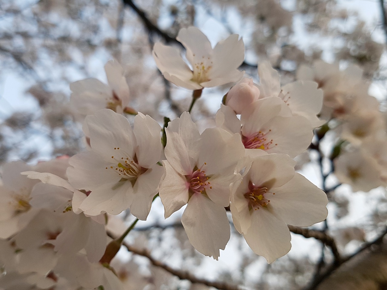 Vyšnių Žiedas,  Vyšnios Medis,  Sezonas,  Pavasaris,  Pavasario Gėlės,  Gėlės,  Sakura,  Vyšnių Gėlės,  Balandis,  Korėja