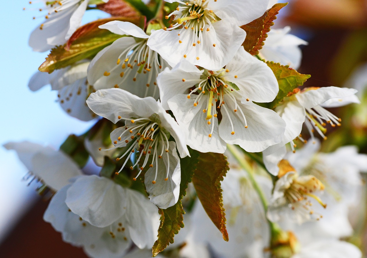 Vyšnių Žiedas, Valgomieji Vyšnios, Saldžios Vyšnios, Prunus, Gėlė, Baltos Spalvos, Žiedlapiai, Medis, Pavasaris, Sepals