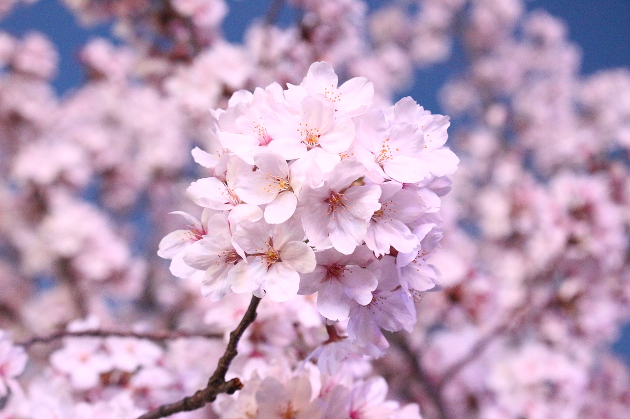 Vyšnių Žiedas,  Vyšnios Medis,  Pavasaris,  Spyruokliniai Žiedai,  Balandis,  Sakura,  Korėja,  Wisnie,  Pavasario Naujienos,  Gėlių Medis