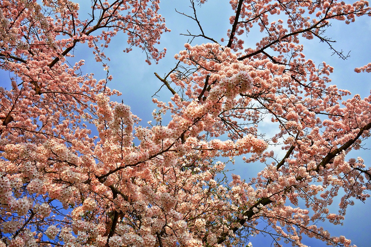 Vyšnių Žiedas,  Vyšnios Medis,  Vyšnių Medis Šaka,  Japonijos,  Sakura,  Gėlė,  Žiedas,  Žydi,  Pavasaris,  Spyruoklė Žydi
