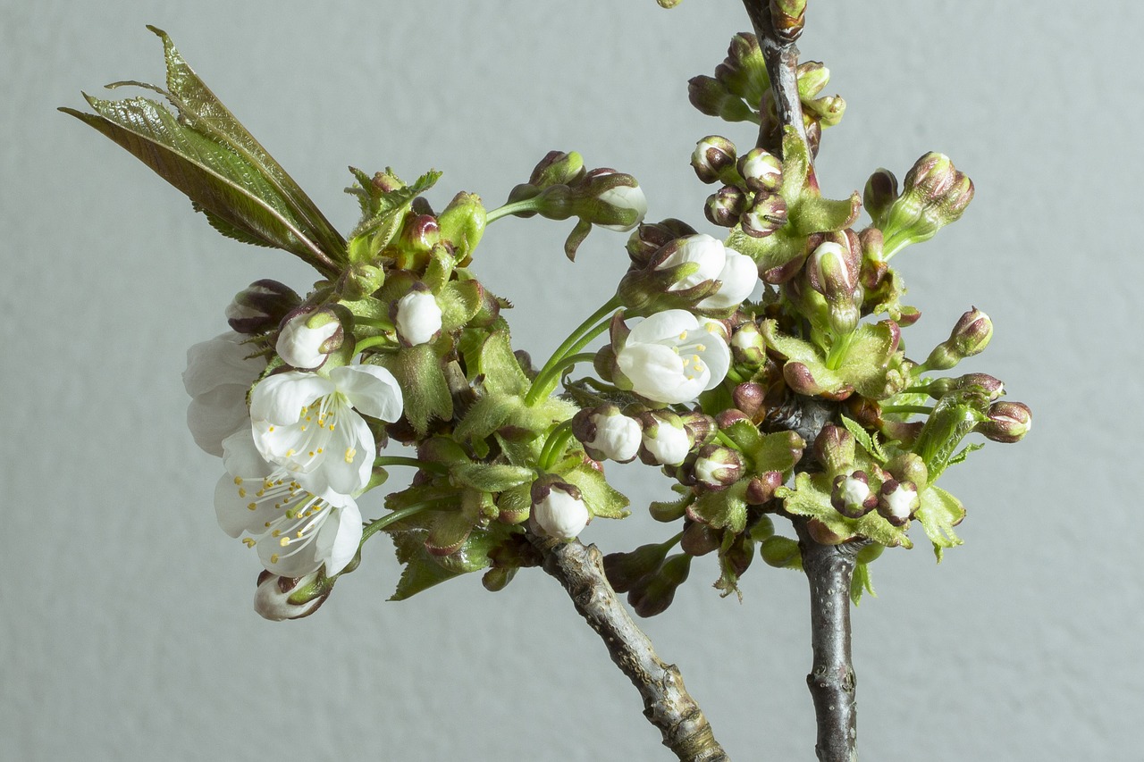 Vyšnių Žiedas,  Žiedas,  Žydi,  Bud,  Žiedas,  Pavasaris,  Baltos Spalvos,  Žydėjimas, Nemokamos Nuotraukos,  Nemokama Licenzija