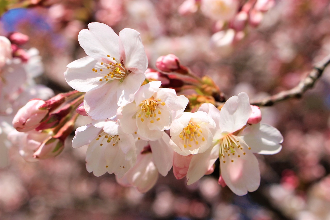 Vyšnių Žiedas,  Japonija,  Sakura,  Gėlė,  Pavasaris, Nemokamos Nuotraukos,  Nemokama Licenzija