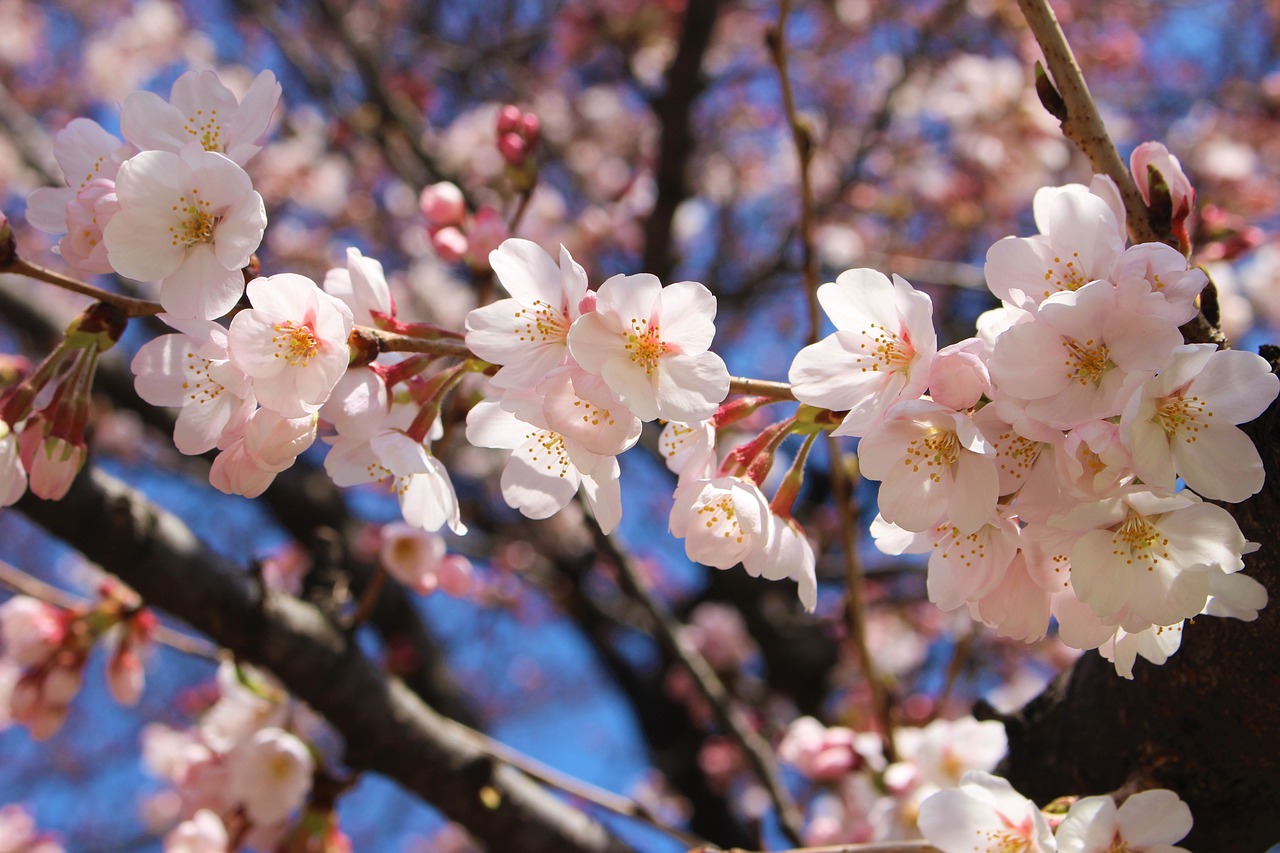 Vyšnių Žiedas,  Japonija,  Sakura,  Kelionė,  Gėlė,  Pavasaris, Nemokamos Nuotraukos,  Nemokama Licenzija