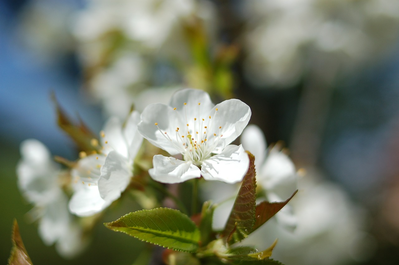 Vyšnių Žiedas, Žiedas, Žydėti, Augalas, Žydėti, Flora, Pavasaris, Gėlės, Sodas, Gamta