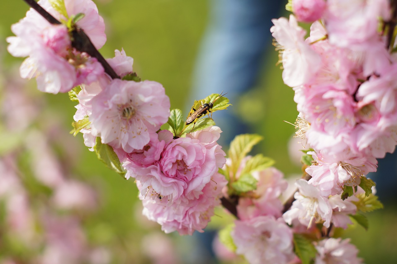 Vyšnių Žiedas, Japonų Vyšnios, Japanese Blütenkirsch, Vabzdys, Gėlė, Augalas, Gamta, Žiedas, Žydėti, Nemokamos Nuotraukos