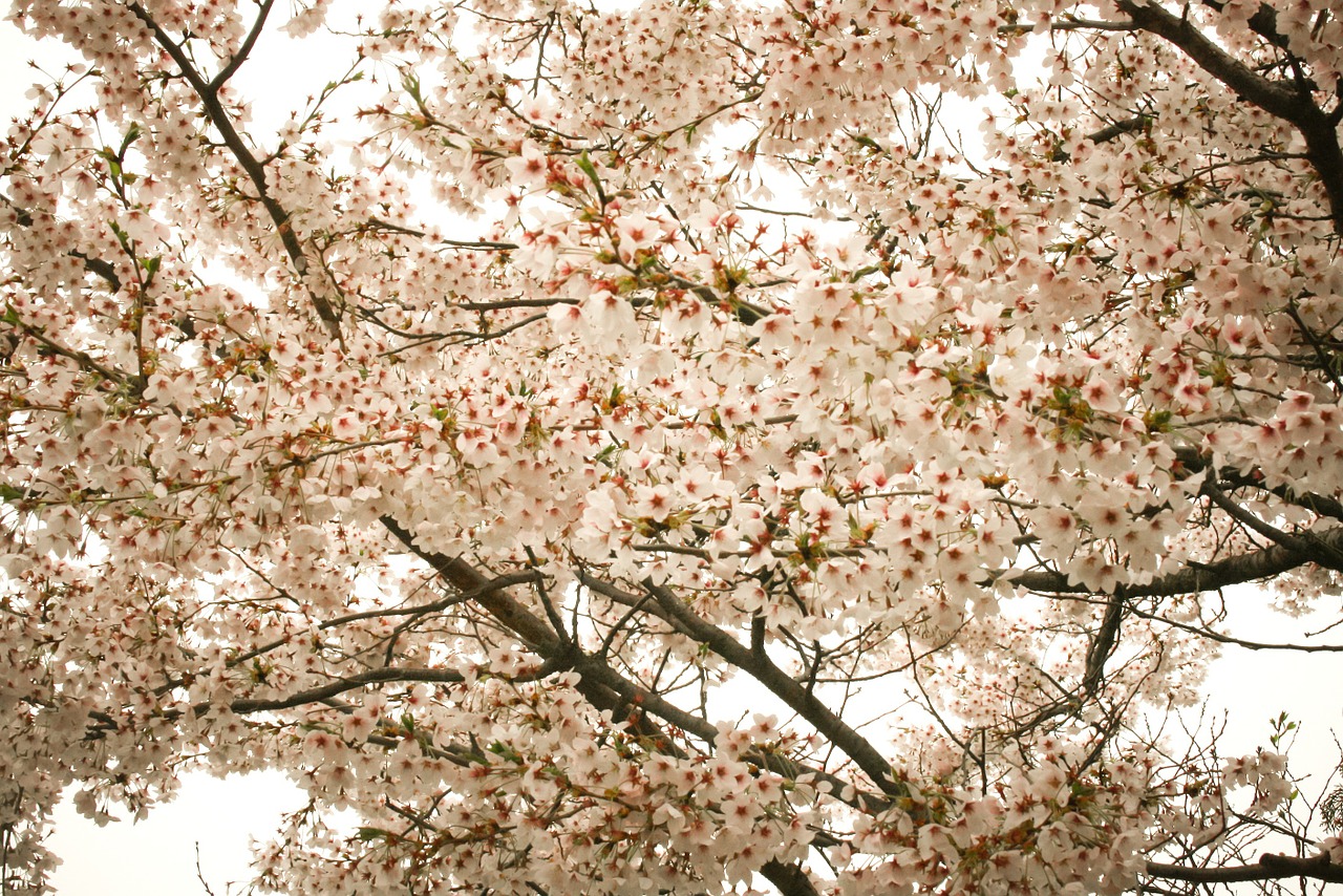 Vyšnių Žiedas, Gėlės, Pavasaris, Sakura, Nemokamos Nuotraukos,  Nemokama Licenzija