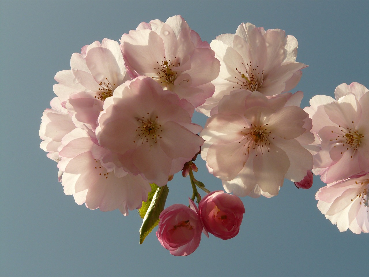 Vyšnių Žiedas, Žiedas, Žydėti, Medis, Japonų Vyšnios, Japonų Žydinčių Vyšnių, Prunus Serrulata, Rytietiška Vyšninė, Rytų Azijos Vyšnia, Ornamentinis Vyšnia