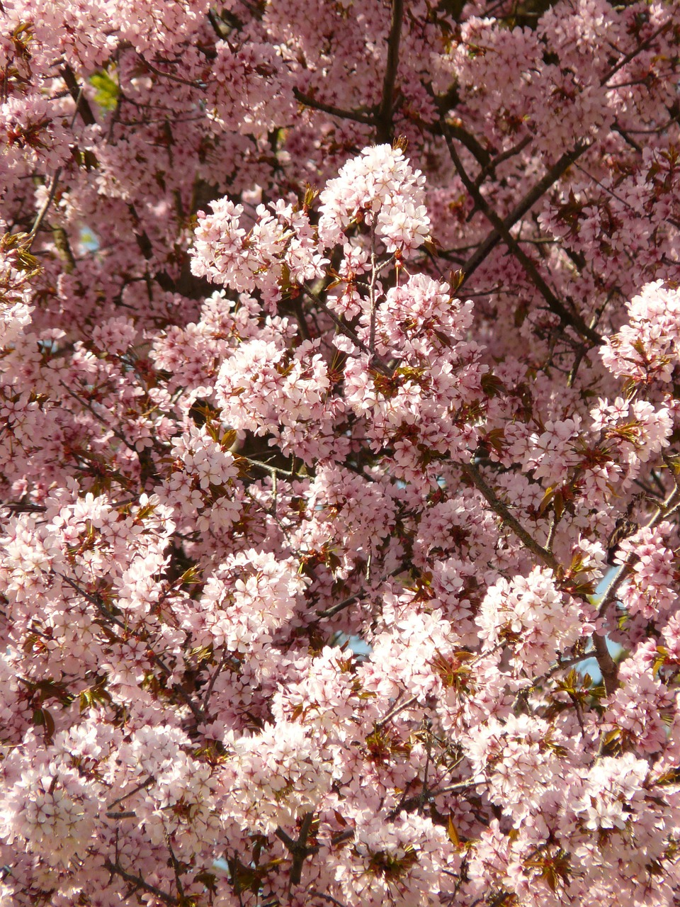 Vyšnių Žiedas, Žiedas, Žydėti, Medis, Japonų Vyšnios, Japonų Žydinčių Vyšnių, Prunus Serrulata, Rytietiška Vyšninė, Rytų Azijos Vyšnia, Ornamentinis Vyšnia