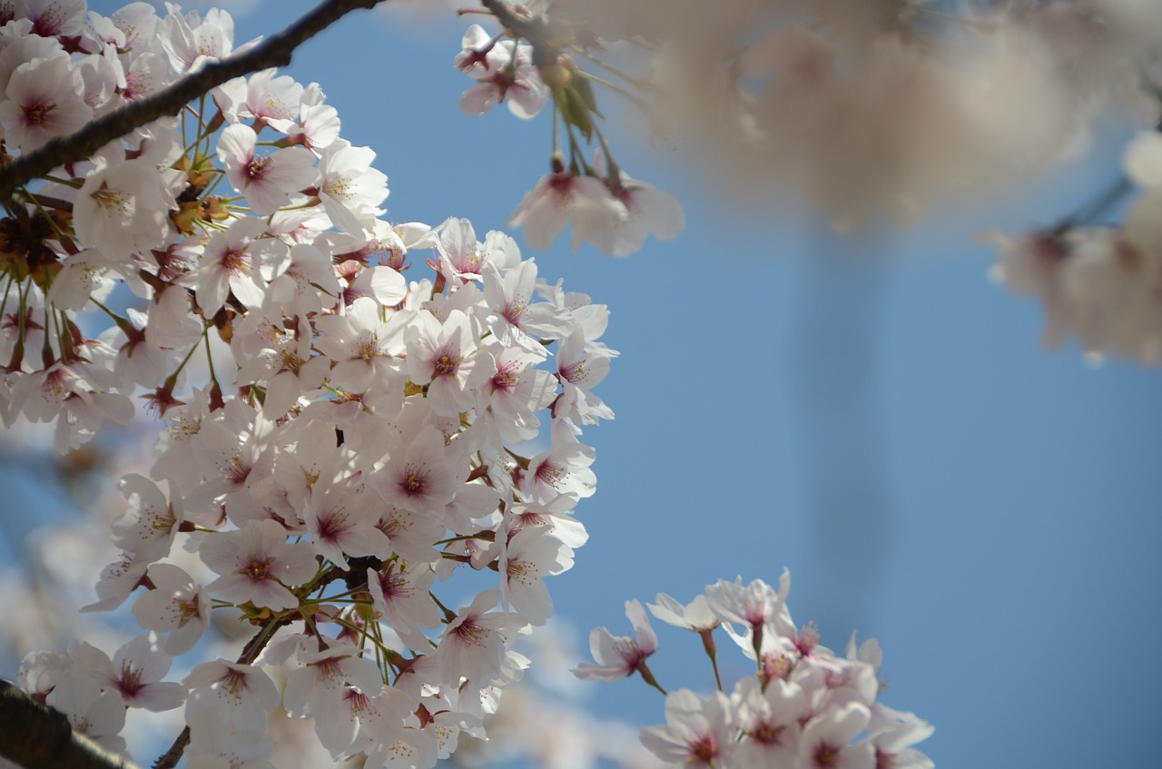 Vyšnių Žiedas,  Gėlės,  Japonija,  Pavasaris,  Žydi,  Balandis, Nemokamos Nuotraukos,  Nemokama Licenzija