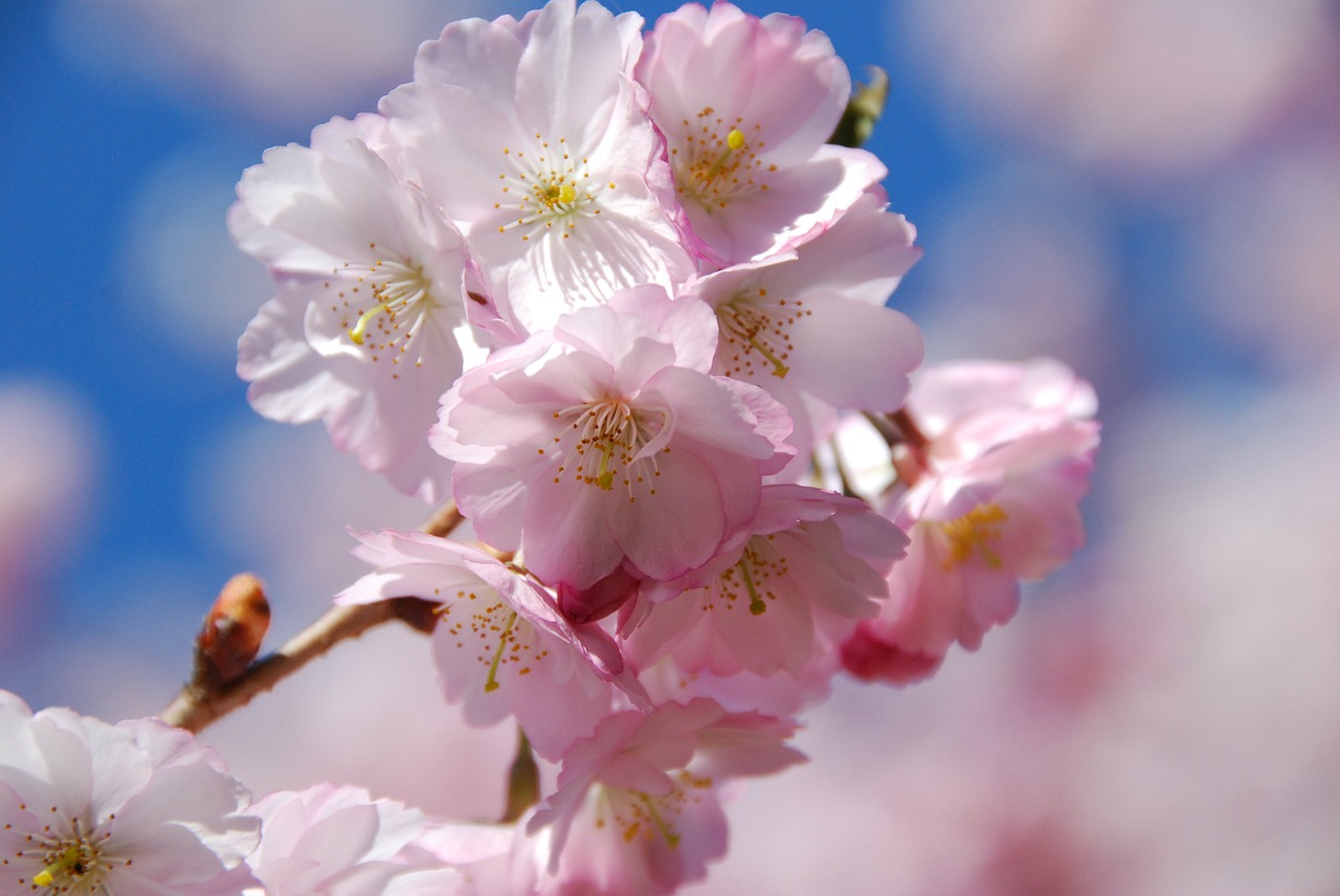 Vyšnių Žiedas, Pavasaris, Žydintys Medžiai, Nemokamos Nuotraukos,  Nemokama Licenzija