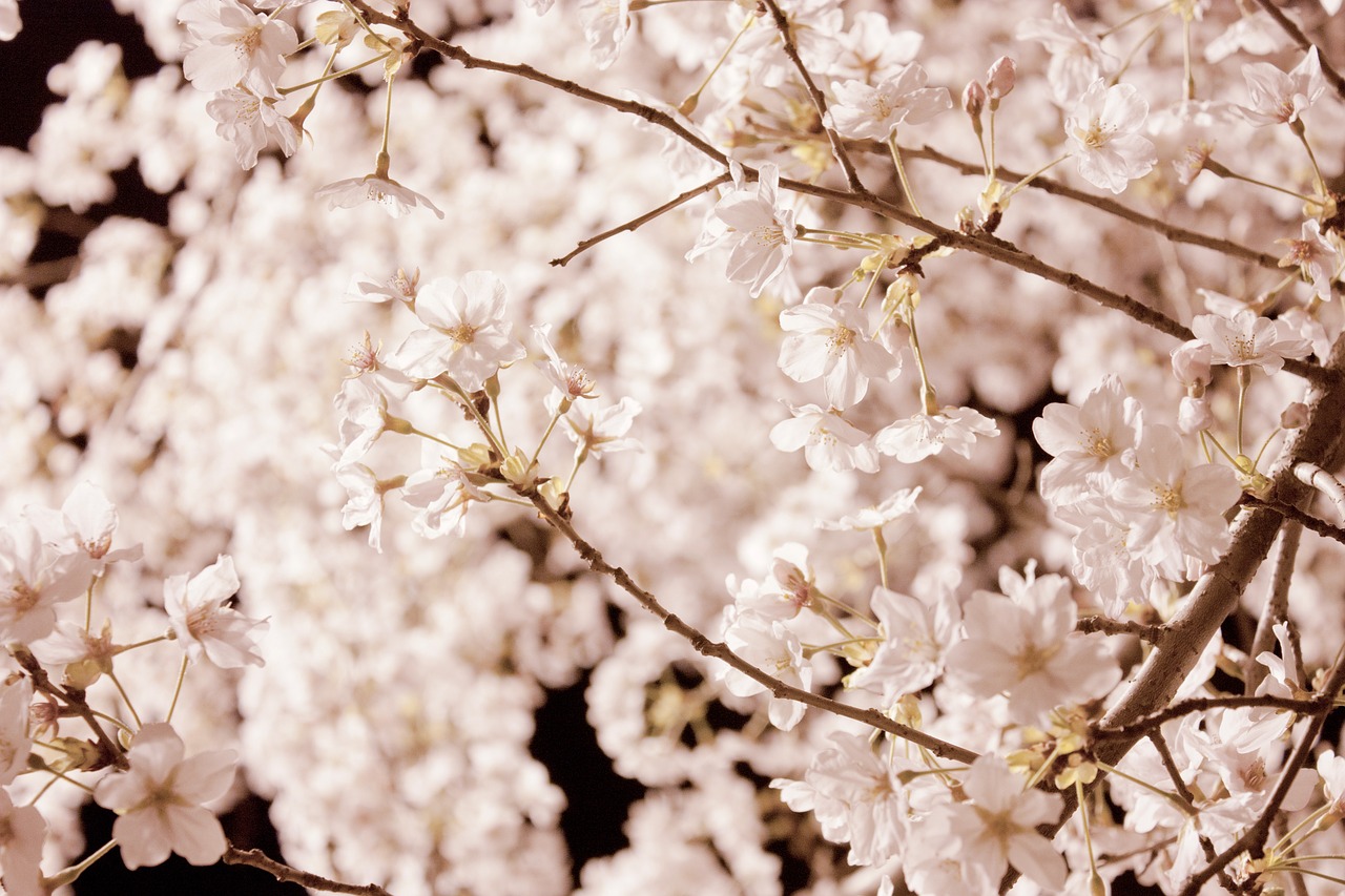 Vyšnių Žiedas, Gėlės, Pavasario Gėlės, Gamta, Pavasaris, Naktis, Rožinė Gėlė, Sakura, Rožinis, Augalai