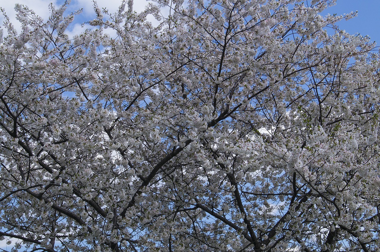 Vyšnių Žiedų, Gėlės, Vyšnia, Flora, Gėlių, Augalas, Natūralus, Žiedas, Žydėti, Žiedlapis